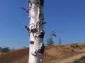 voici le finish de sainte-v�ronique
