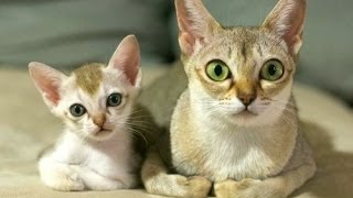 Animal Planet  :  Cats 101 ~ Singapura