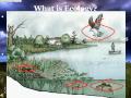 Ecology -- TeachPower.net Lesson