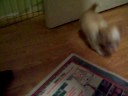 Butter pups Nov 16 094.MOV