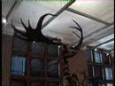 Kelvingrove Art Gallery - Animals & Skeletons