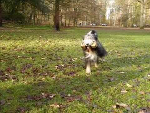 LOVE is TENDER our Bearded Collie