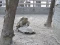 壽山動物園 烏龜交配