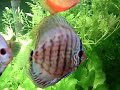 Aqua 350 litros plantado com discos, bandeiras, tetras, cascudos, coridoras e camarões. 