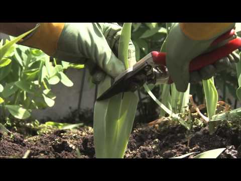how to split and replant irises