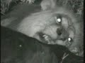 June 5, 2008 WildEarth p.m.Drive 4 of the BIG FIVE found