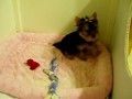 Little Yorkie Dakota Video.MOV