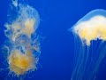 Jellyfish in Monterey Bay Aquarium
