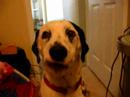 Howie can sing! pt 2 Howie can sing! pt 2