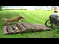 Renegade Wheelchair - Grace Under Pressure