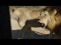 Lions roar at Leopard Hills