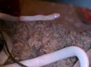 snake-kills-mouse-flock.html