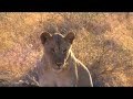 lioness sitting by van