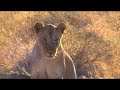 lioness sitting by van
