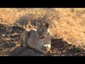 lioness sitting by van