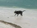 GUINNESS AT THE BEACH CHOCOLATE LABRADOR HAVING FUN GUINNESS AT THE BEACH CHOCOLATE LABRADOR HAVING FUN