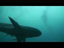 Buceo con tiburones