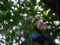 videos de mmm naranjas