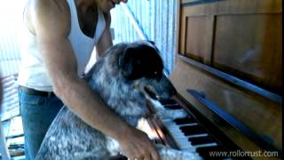 When blue dogs play piano