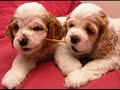 Tribute - to puppy thrown off cliff by marine