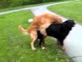 Video Hunde Sex Video Hunde Sex