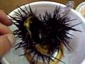Sea urchin ウニ
