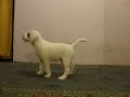 (1),imbir,
