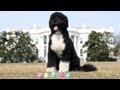 The 2013 Official White House Easter Eggs