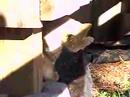 Barn Cats-washing