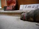 2 puggles vs. 1 wasabi pea, part one..