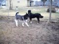 Bernese