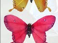 My Choice 131 - Danyel Gérard:  Butterfly