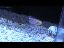 Amblygobius rainfordi - Rainfords Grundel