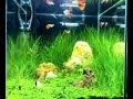 12-inch cube tank with hemianthus calicroides var cuba, eleocharis accicularis, and echinodorus tenellus... and 8 red delta guppies and 1 blue tuxedo guppy... hope you like it... thanks for viewing! 