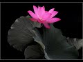 The Heart Mantra Medicine Of Buddha in Tibetan