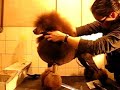 Brown poodle grooming Brown poodle grooming