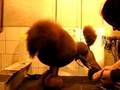 Brown poodle grooming