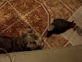 MOV02242.MPG