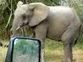 elephant climbing over branch