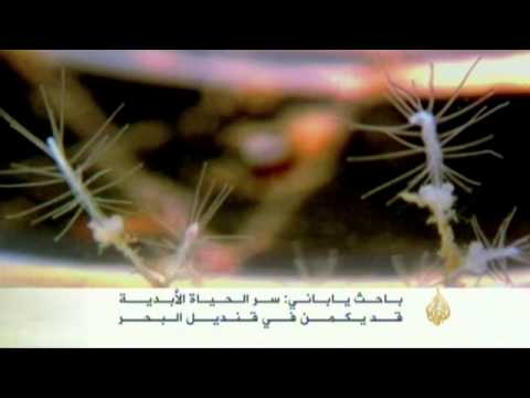 حياة قنديل