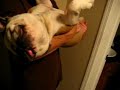 \"Beary\" funny bulldog \"Beary\" funny bulldog