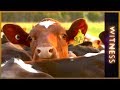 101 East - Australia: Selling the Farm