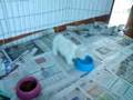 videos de LUDWIG II MACHO SHOW A VENDA