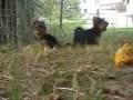 I cuccioli di Yorky