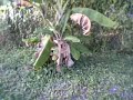 trinidad-estate.html