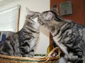 the-best-of-lolcats.html