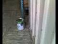 Dog Opens Door