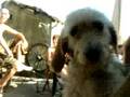 Bratto - Dog Dance