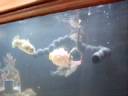 Cute Puffer fish in love Cute Puffer fish in love