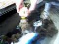 Cute Puffer fish in love